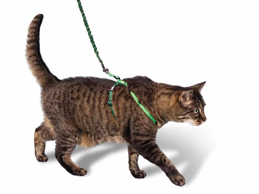 Как надеть шлейку на кошку правильно и приучить гулять
